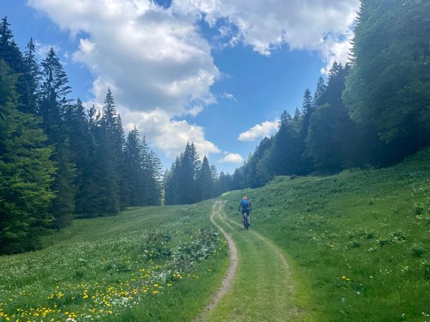 Schöner Wiesentrail im Leckner Tal