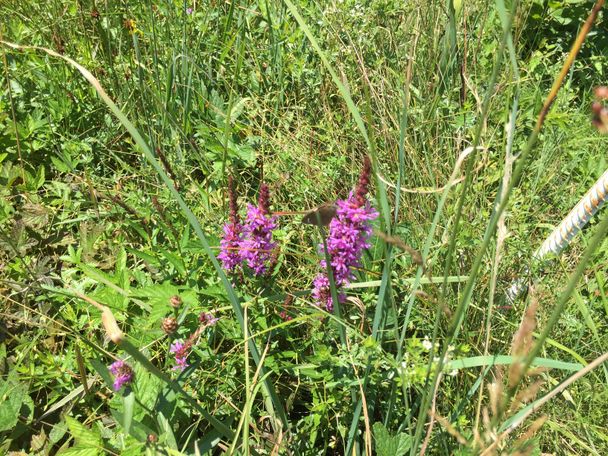 Blumen am Wegesrand