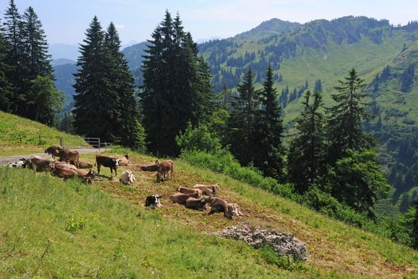 Lecknertal und Leiterberg – Märchenwelt im Herzen der Nagelfluhkette