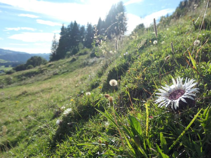 Panorama am Hauchenberg