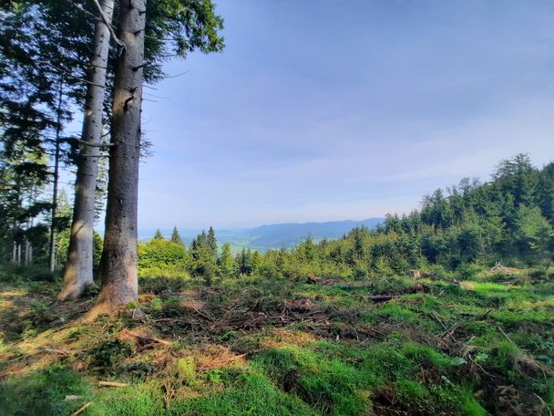 Aussicht vom Hofner Berg