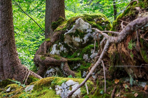 Bäume klammern sich an Fels in der Reichenbachklamm