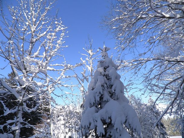 Durch den tiefverschneiten Wald