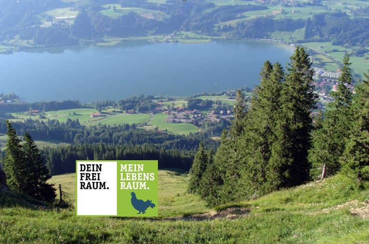 Blick auf den Alpsee