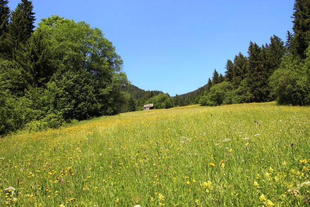 Bergwiese im Vilstal