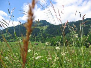 Tourismus Hörnerdörfer, Gästeinformation Bolsterlang