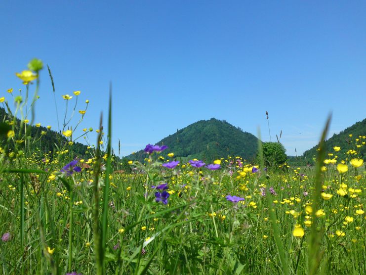 Blumenwiese im Konstanzer Tal