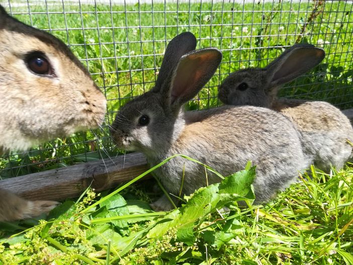 Frau Hase und ihr Nachwuchs