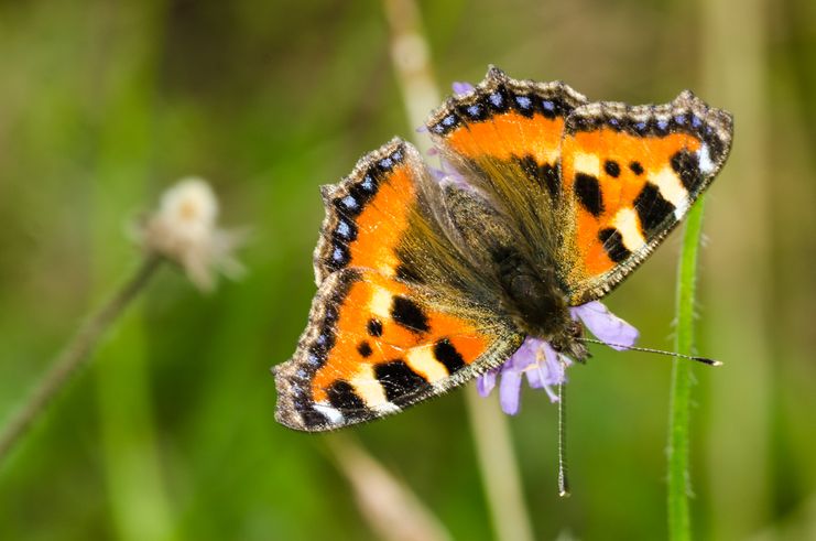 Artenkenner Schmetterling