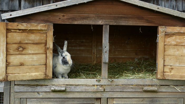 Ferienhof Endreß Hasenstall mit Hase Fussel