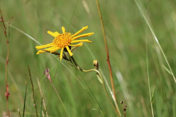 _Arnika auf Pfrontener Bergwiese