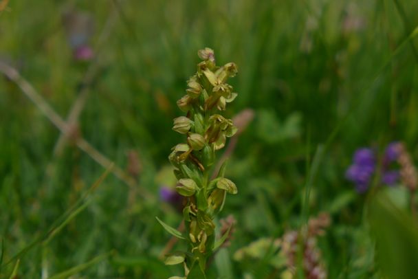 T_König_Grüne Hohlzunge_Coeloglossum viride