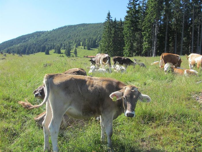 Alpe Bärenmoos