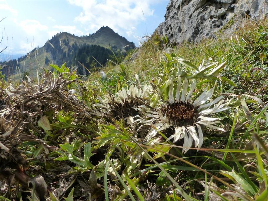 silberdistel mit Gigglstein