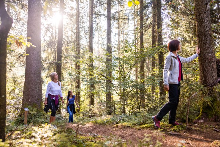 Kraftquelle Allgäu - Wald