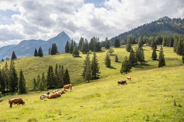 Blick auf den Einstein von der Bärenmoosalpe