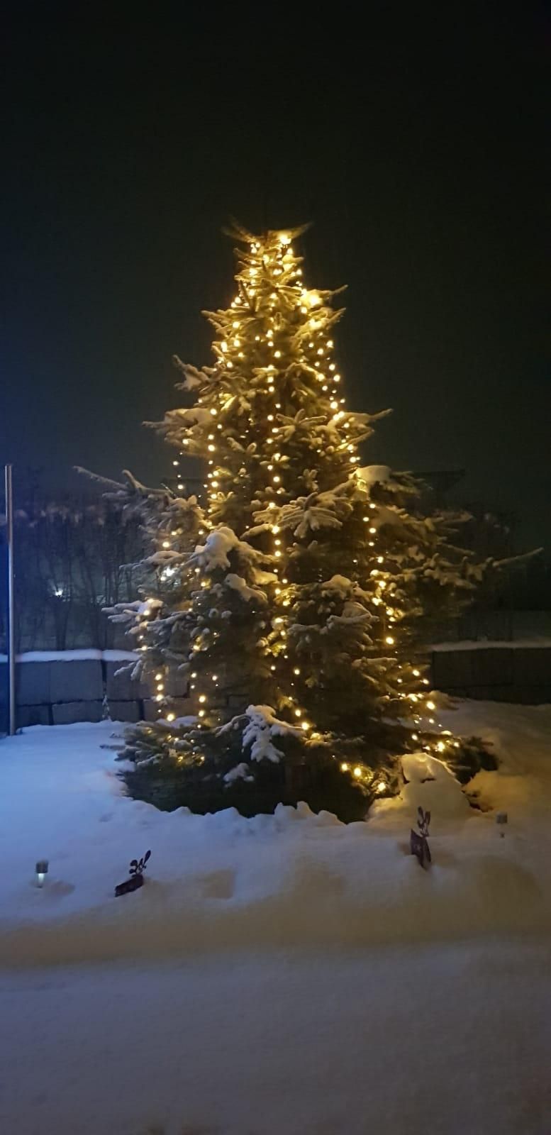 Weihnachtsbaum in unserem Garten