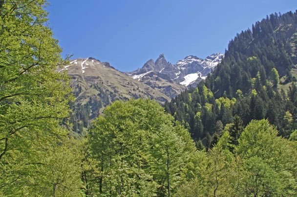 Ausblick von der Alpe Buchrainer auf Trettachspitze, Mädelegabel und Hochfrottspitze