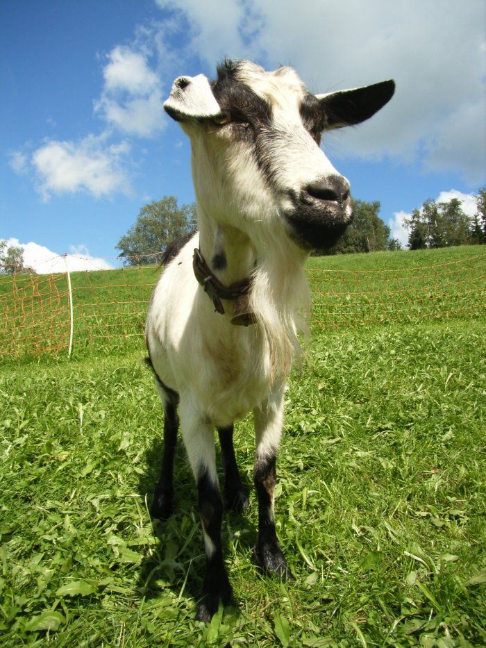 Unsere neugierige Ziege