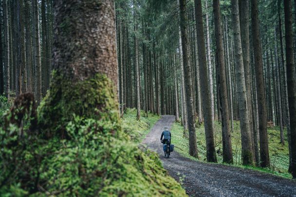 Fahrradfahrer im Wald