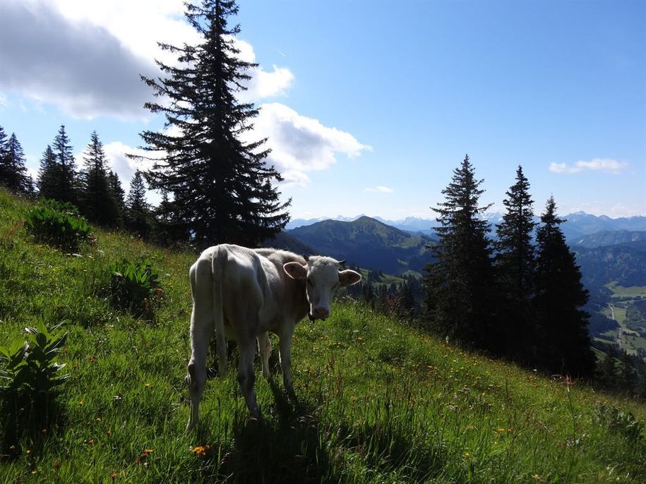 Allgäuer Braunvieh