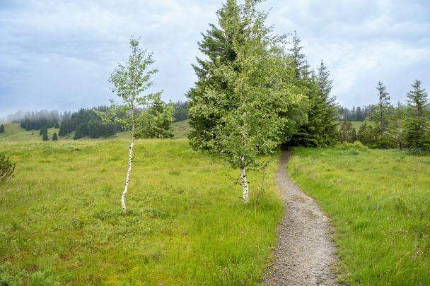 Der Weg durch das Kojenmoos