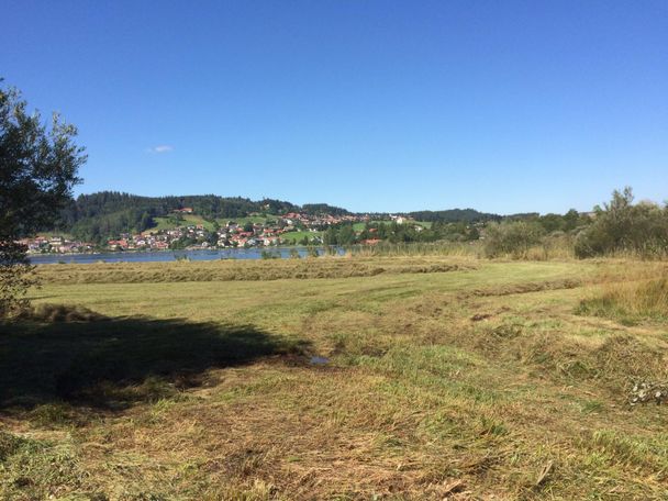 Streuwiesen rund um den Hopfensee