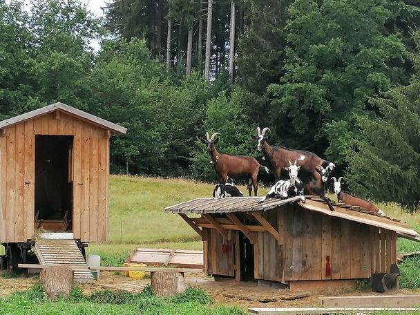 Geissen am Wanderweg Bahnhofsrunde