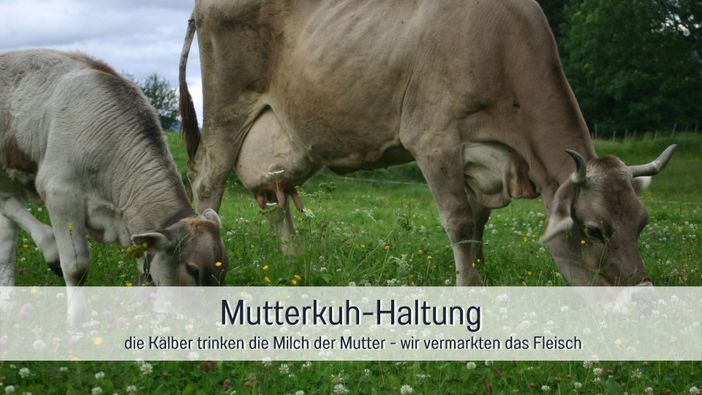 Biohof Burger Mutterkuh-Haltung