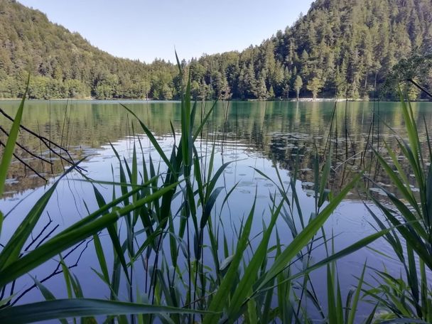 Schilf am Alatsee