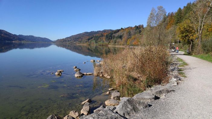 Am großen Alpsee