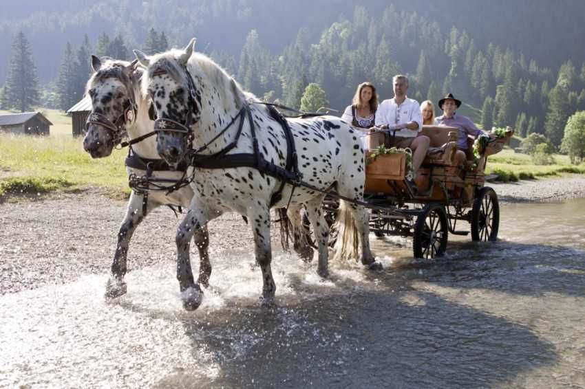 Lust auf eine Pferdekutschenfahrt? Abfahrt direkt bei uns am Hof möglich!