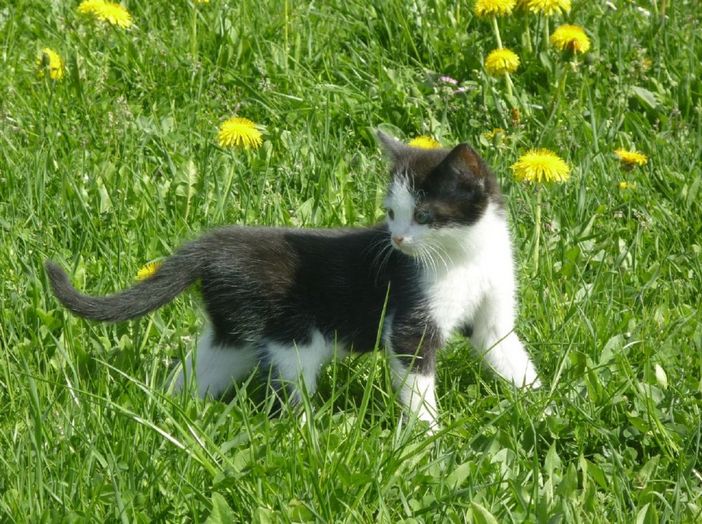 Im Frühling laufen bei uns viele Katzenkinder durchs Gras