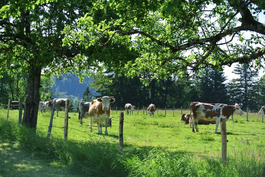 Kühe auf dem Weide