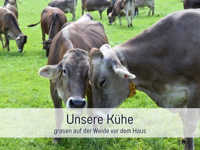 kuehe-weide