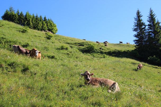 Kühe auf dem Weg zur Kappeler Alp