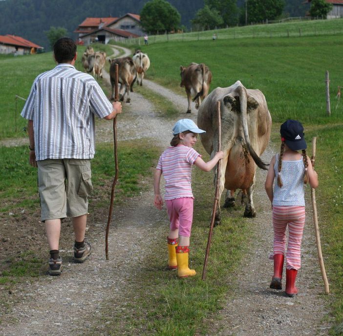 Kühe von der Weide holen.