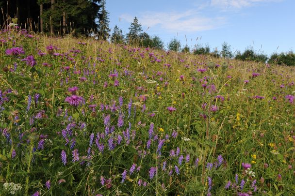 Blumenwiese auf der Adelegg