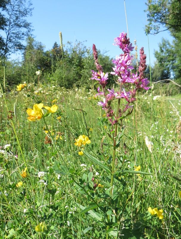 Wunderschöne Flora im Rothasweiher