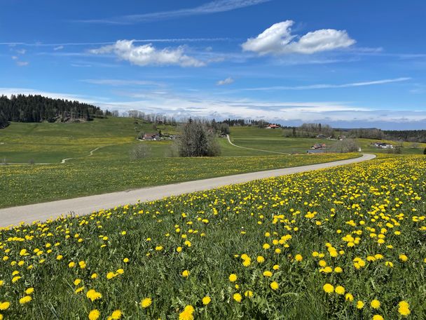 Allgäuidylle im Frühling