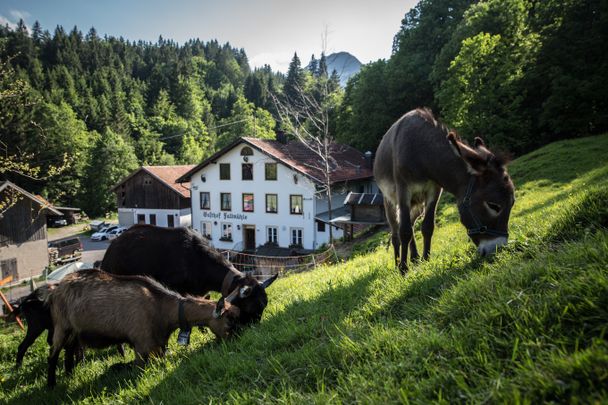 Tiere beim Gasthof Fallmühle