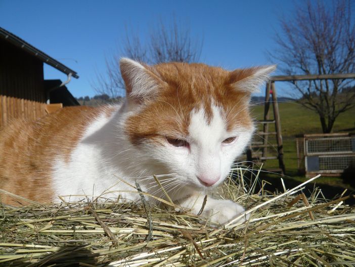 Unsere Hauskatze Max