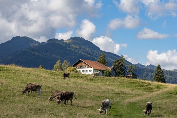 Die Alpe Kögelhof oberhalb vom Kögelweiher