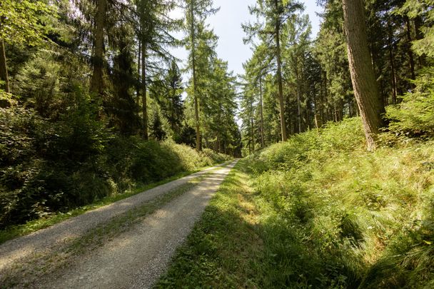 Naturpark Augsburg Westliche Wälder_Scheppacher Forst