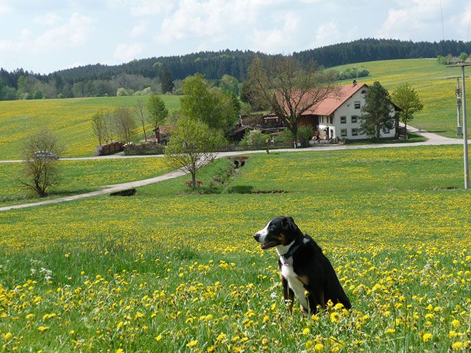 Unser Riedbachhof