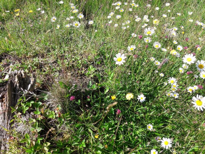 Blumenwiese Wanderung zur Bärenmoosalpe