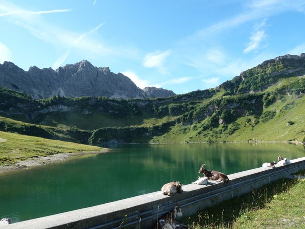 Geißen am Traualpsee