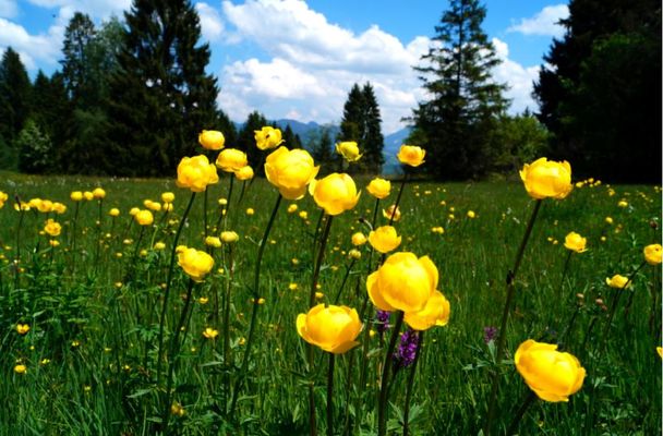 Herrliche Bergwiesen - die Trollblume steht unter Naturschutz