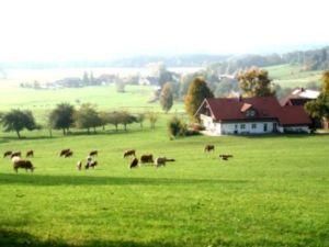 Hinterwälder auf der Weide