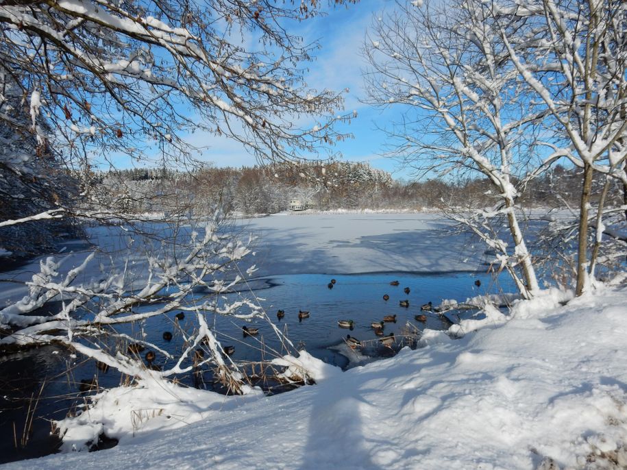 Der Hammerweiher